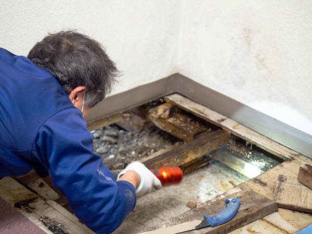 Mold Removal and Inspection in Fairfield, IL