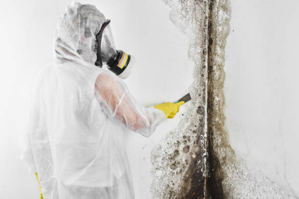 Best Mold Removal Company Near Me  in Fairfield, IL