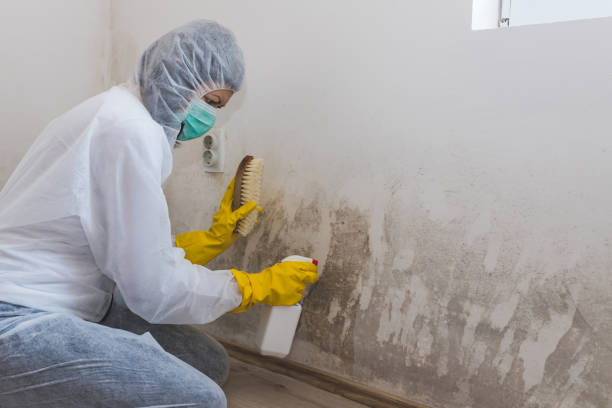 Best Residential Mold Removal  in Fairfield, IL