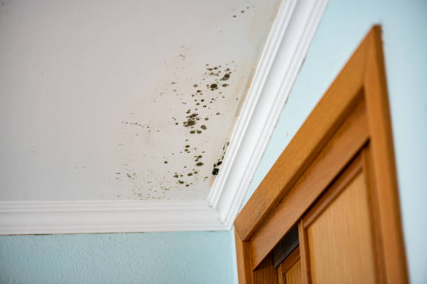 Best Mold Removal and Inspection  in Fairfield, IL