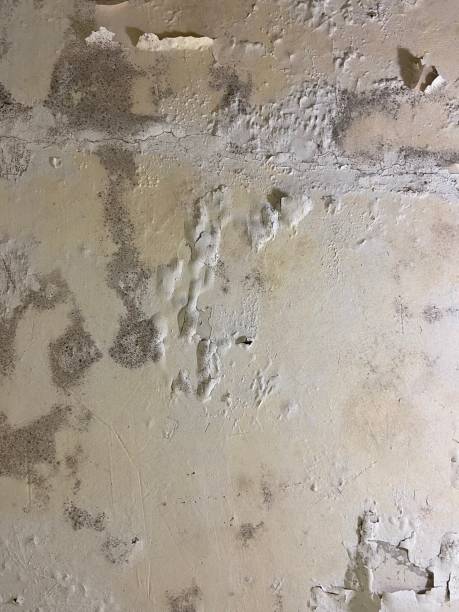 Fairfield, IL Mold Removal Company